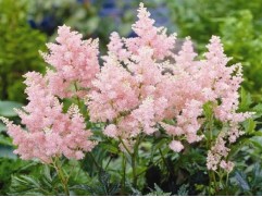 Астильба Арендса 