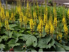 Бузульник узкоголовчатый 