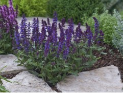 Шалфей дубравный Шалфей дубравный