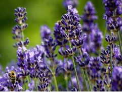 Лаванда узколистная 