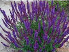 Шалфей дубравный Шалфей дубравный