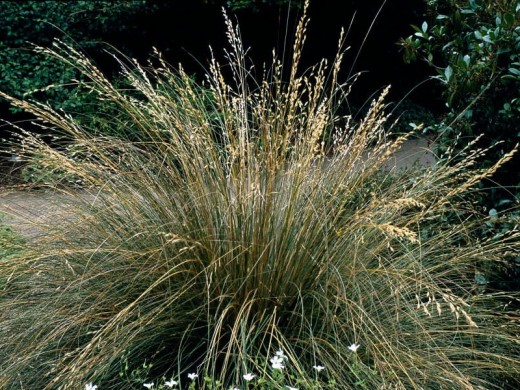 Щучка дернистая Щучка дернистая