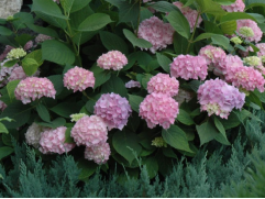 Гортензия крупнолистная Гортензия крупнолистная