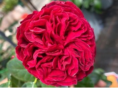 Роза чайно-гибридная 