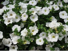 Петуния ампельная Петуния ампельная