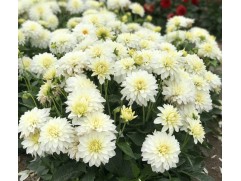 Георгина однолетняя 