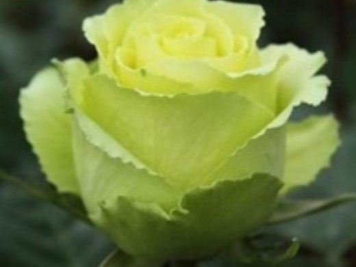 Роза чайно-гибридная Роза чайно-гибридная