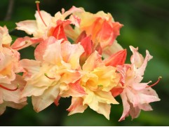 Рододендрон листопадный (азалия) 