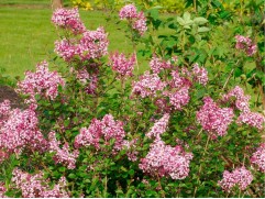 Сирень Мейера Сирень Мейера