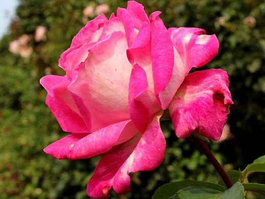 Роза чайно-гибридная Роза чайно-гибридная