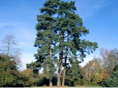 Сосна обыкновенная (Контейнер 0,5л) Сосна обыкновенная (Контейнер 0,5л)