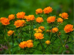 Купальница 