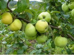 Яблоня 