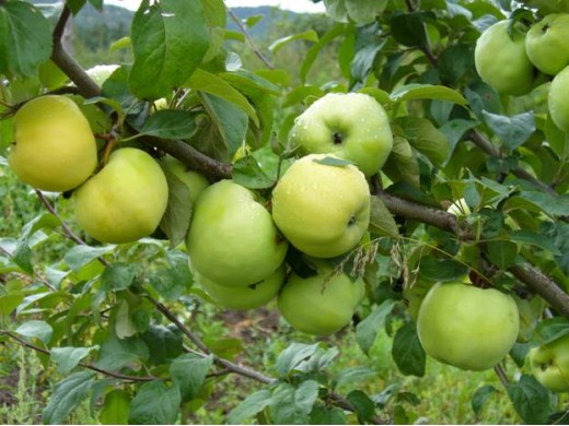 Яблоня Яблоня