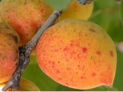Абрикос 