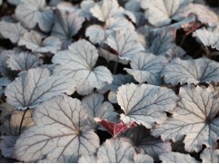 Гейхерелла 