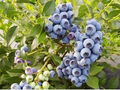 Голубика высокорослая 