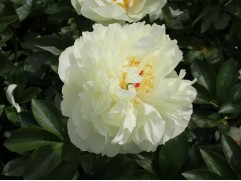 Пион гибридный 