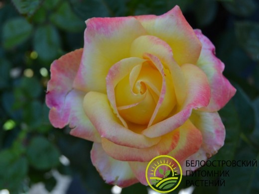 Роза чайно-гибридная Роза чайно-гибридная