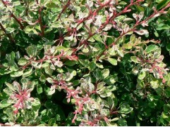 Барбарис Тунберга 