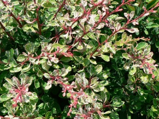 Барбарис Тунберга Барбарис Тунберга