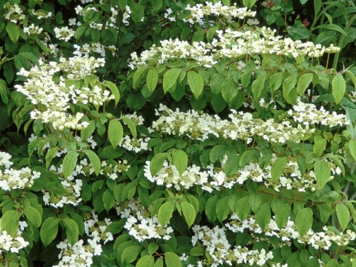 Калина складчатая Калина складчатая