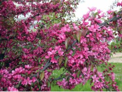 Яблоня декоративная 