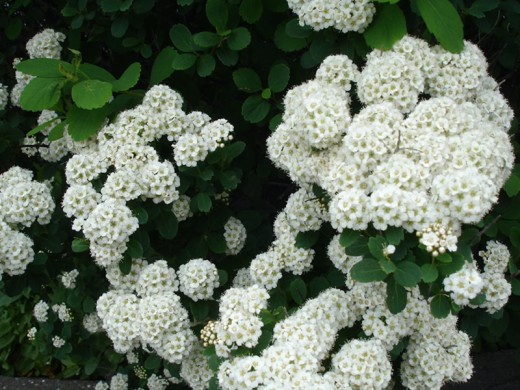 Спирея березолистная Спирея березолистная