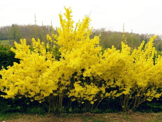 Форзиция видовая (Контейнер 3,0л.) Форзиция видовая (Контейнер 3,0л.)