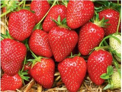 Земляника крупноплодная 