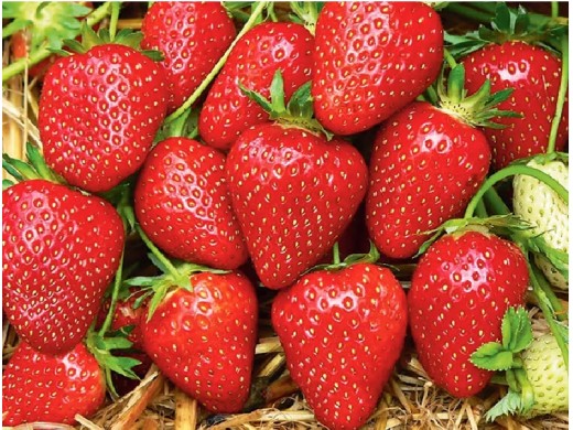 Земляника крупноплодная Земляника крупноплодная