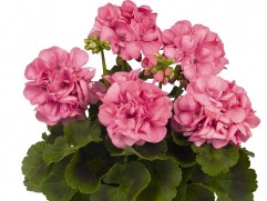 Пеларгония зональная Пеларгония зональная