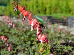 Дицентра великолепная 