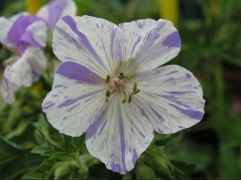 Герань садовая 