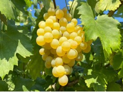Виноград плодовый 