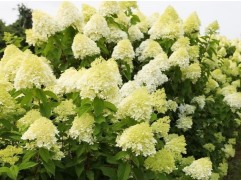 Гортензия метельчатая 