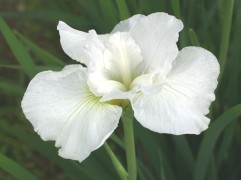 Ирис сибирский 