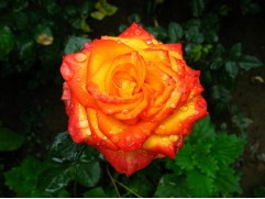 Роза чайно-гибридная 