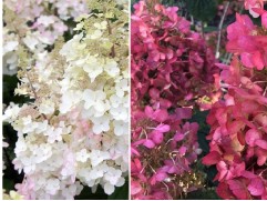 Гортензия метельчатая 