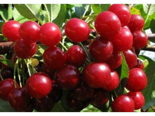 Вишня Дюк Вишня Дюк