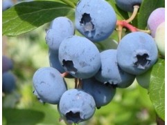 Голубика высокорослая 