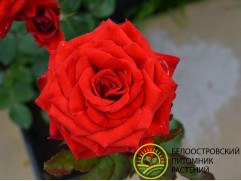 Роза флорибунда 