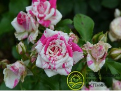 Роза спрей Роза спрей