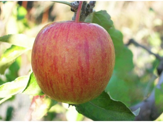 Яблоня Яблоня