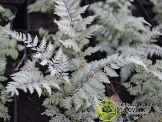 Кочедыжник ниппонский Кочедыжник ниппонский