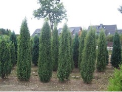 Можжевельник обыкновенный 