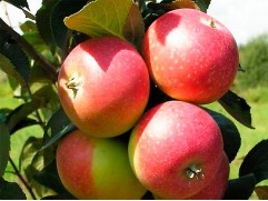 Яблоня 