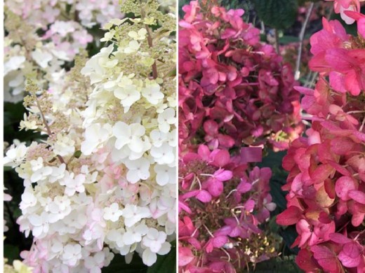 Гортензия метельчатая Гортензия метельчатая