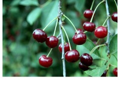 Вишня обыкновенная Вишня обыкновенная