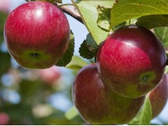 Яблоня 